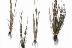 Juncus bufonius