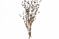 Juncus sphaerocarpus