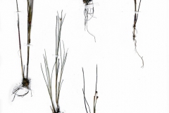 Juncus bulbosus