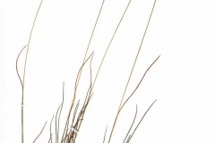 Festuca rupicola