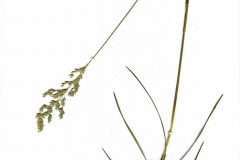 Poa pratensis