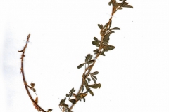 Medicago varia