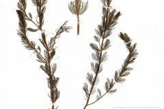 Myriophyllum spicatum