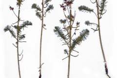 Euphorbia cyparissias