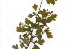 Crataegus monogyna