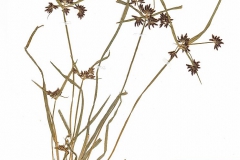 Cyperus fuscus