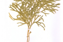 Diphasium complanatum