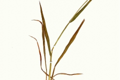 Echinochloa crus-galli