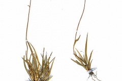 Eleocharis acicularis