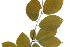 Fagus sylvatica