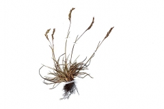 Festuca pseudovina