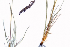 Festuca rubra