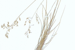 Festuca vaginata