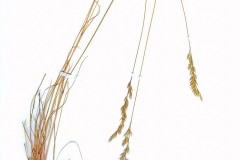 Festuca valesiaca