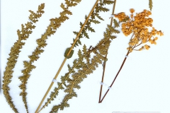 Filipendula vulgaris