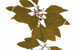 Frangula alnus