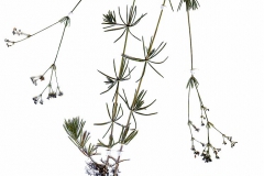 Galium glaucum