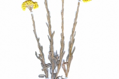 Helichrysum arenarium