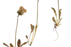 Hieracium bupleroides