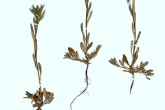 Lithospermum arvense