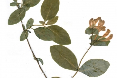 Lonicera caprifolium