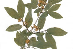 Lonicera xylosteum