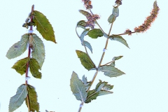 Mentha longifolia