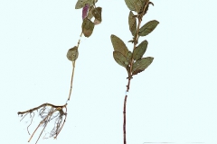 Mentha verticillata