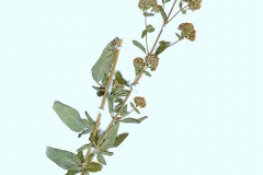 Origanum vulgare var albiflorum