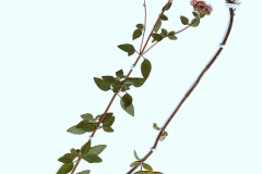 Origanum vulgare