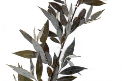 Salix alba