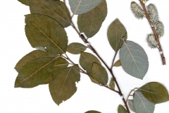 Salix capraea