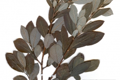 Salix cinerea