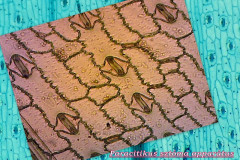 Botanikai Mikrokozmosz