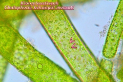 piasztiszok-kloroplasztisz-4