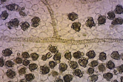 plant-cryst-10