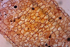 plant-cryst-11