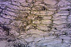plant-cryst-12