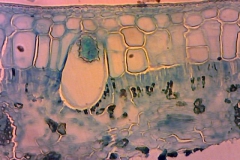 plant-cryst-14