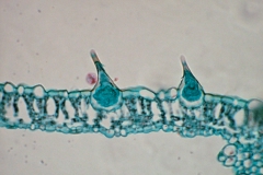 plant-cryst-15