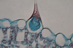 plant-cryst-16