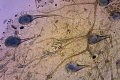 plant-cryst-17