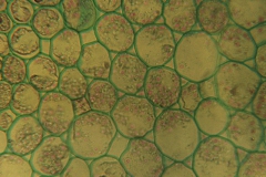 plant-cryst-19