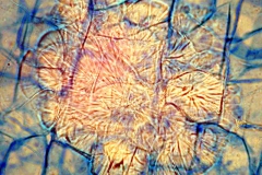 plant-cryst-21