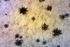 plant-cryst-8