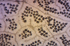 plant-cryst-9
