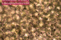 plasztiszok-elaioplasztisz