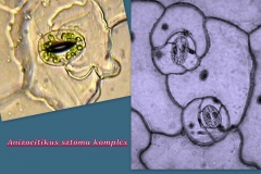 stomacomplex-4