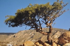 3-commiphora-myrrha-mirrhafa