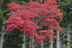 acer-palmatum-var-atropurpurea